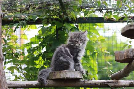 Is a Cat Enclosure Right for Your Cat?