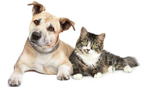 Secondhand Smoke Affects Pets Too