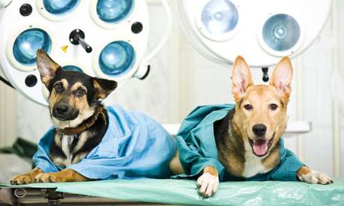 Caring for Your Pet Before and After Surgery