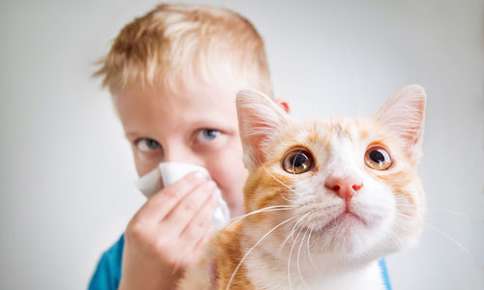 Managing Pet Allergies in Kids