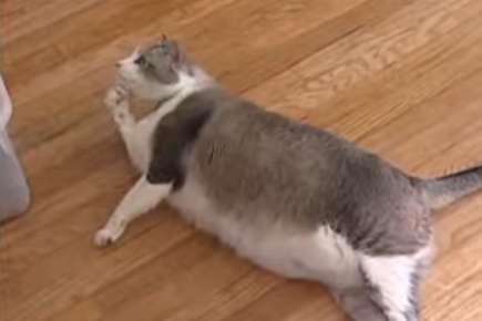 Overweight Pets