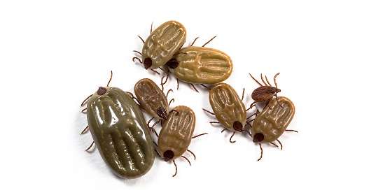 Ticks