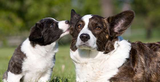 Selecting a Puppy or Older Dog
