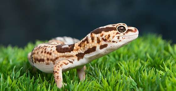 Leopard Geckos