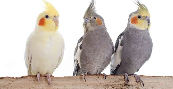 Cockatiels