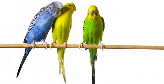 Budgies