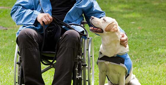 Assistance Dogs Offer Many Benefits