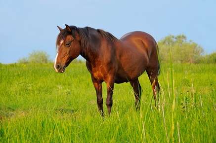 Lameness In Horses