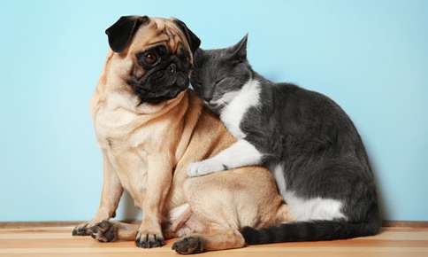 5 Common Myths About Pets