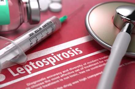 Leptospirosis