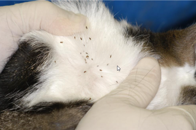 close up of animals fur revealing a flea infestation