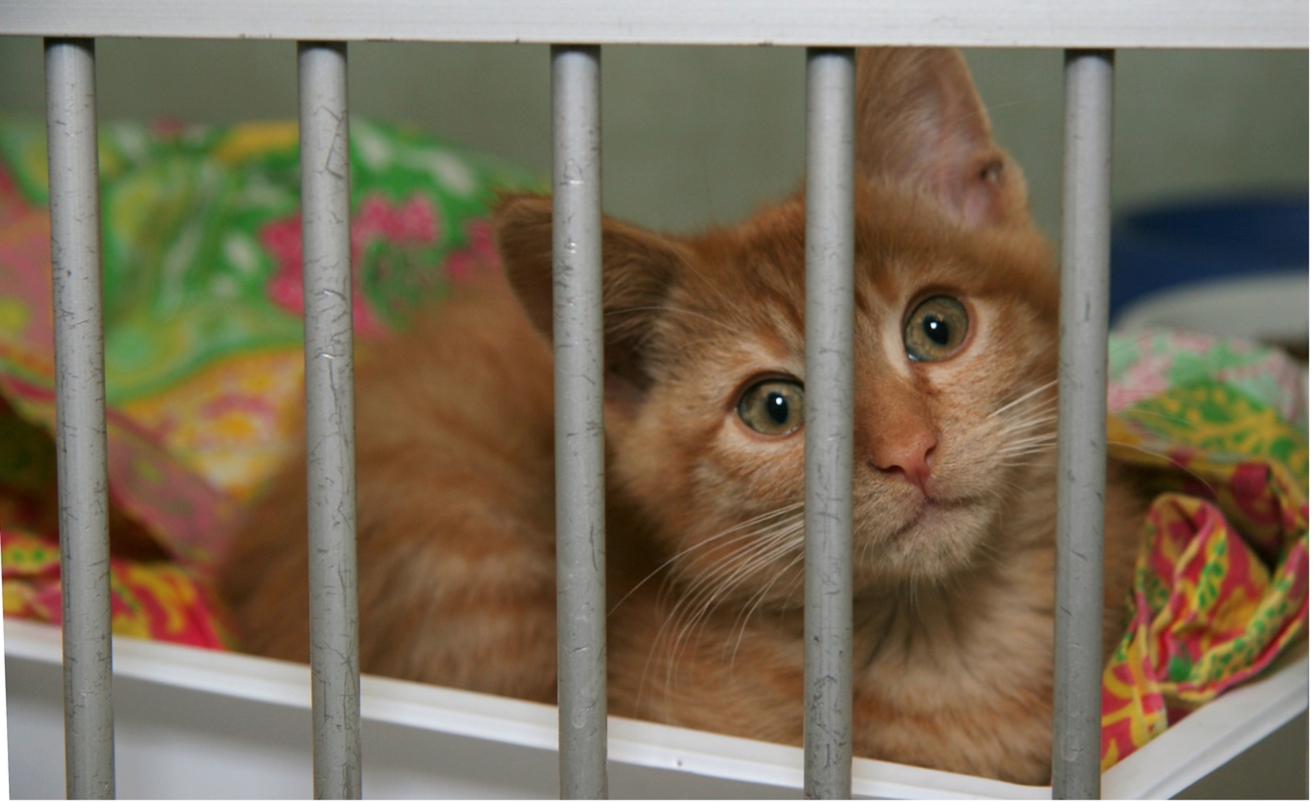 kitten in a cage