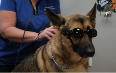 Laser Therapy for Companion Animals