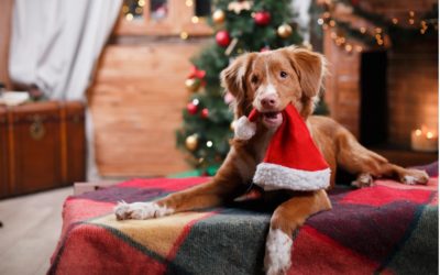 Holiday Safety Tips from Aspen Vet Clinic