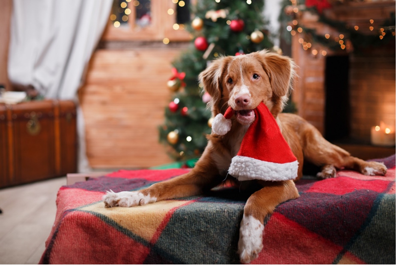 dog laying on carpet with santa hat in its mouth