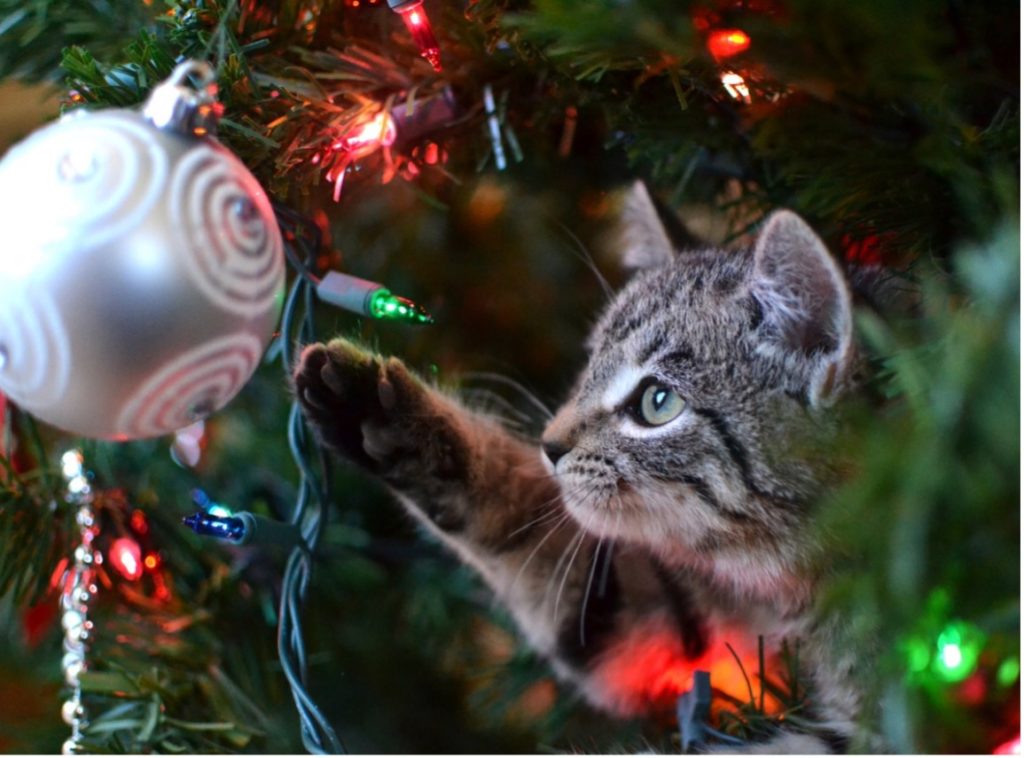 cat playing with a hanging christmas light