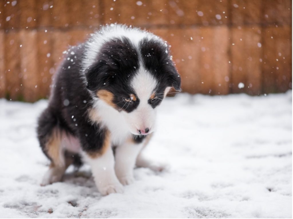 puppy looking forelorn sitting in the snow