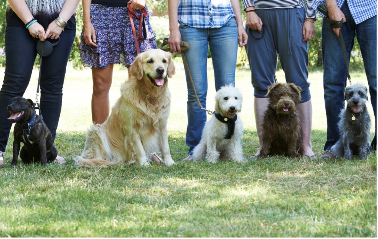 a line of owners and dogs at obedience school
