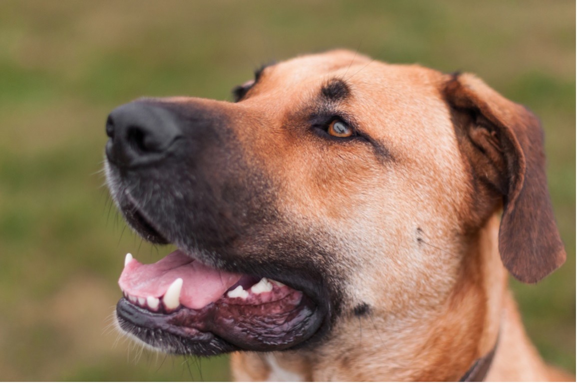 A dog with its tongue out, pet dental health