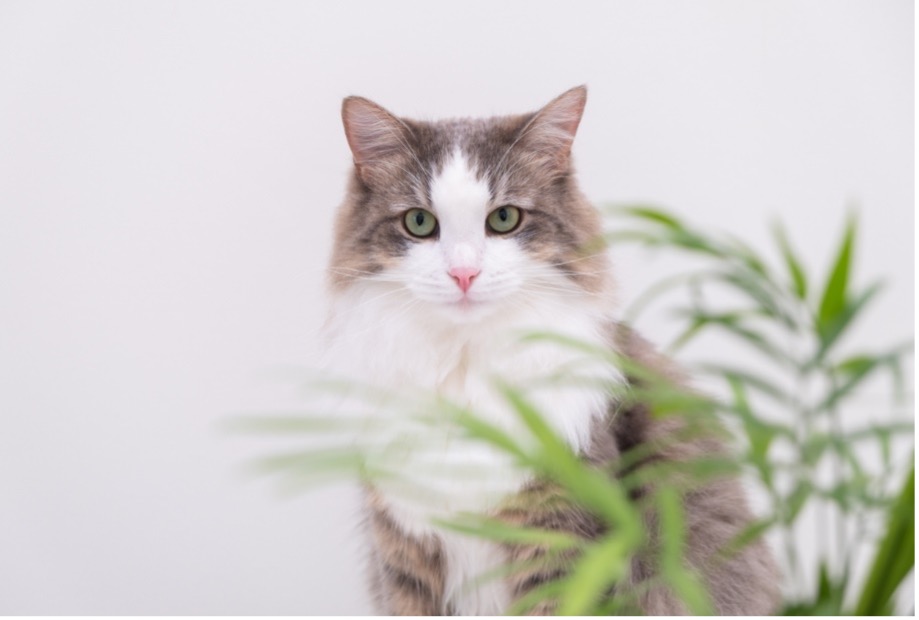 A cat sitting next to a plant, common pet poisons