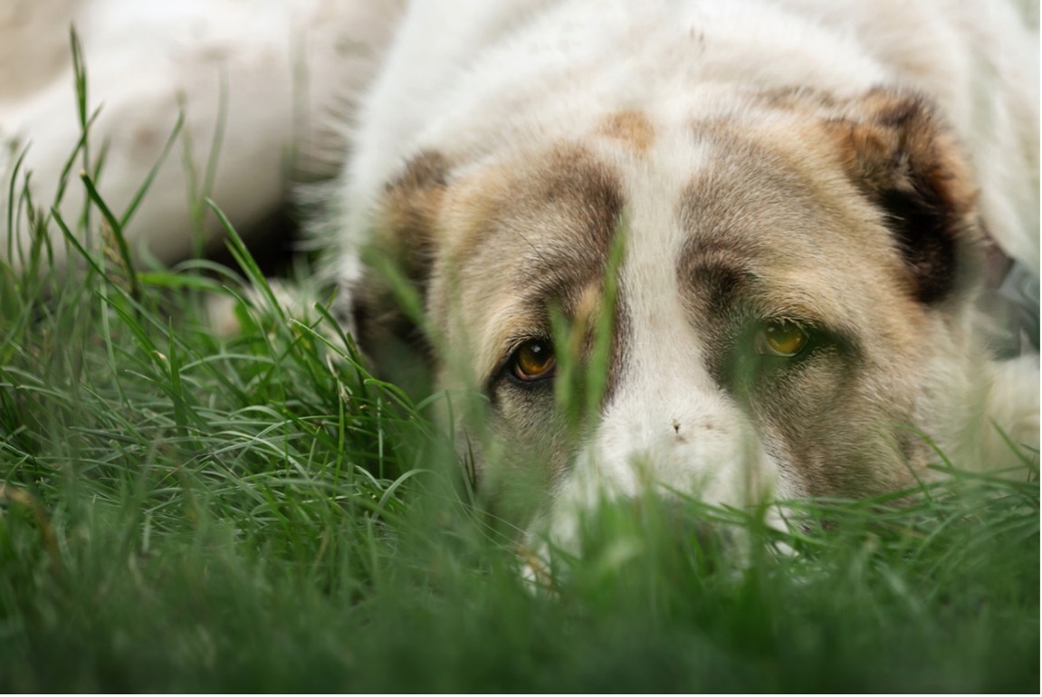 A dog lying in the grass, heartworm prevention