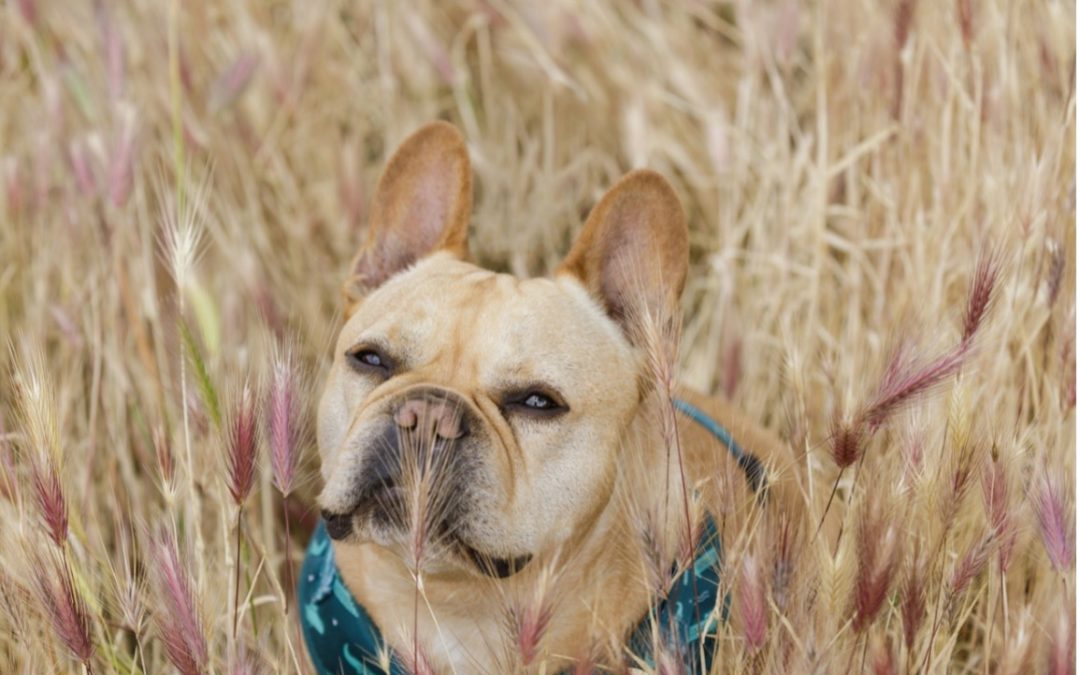 Foxtail Weeds – The Dangers of a Seemingly Harmless Grass