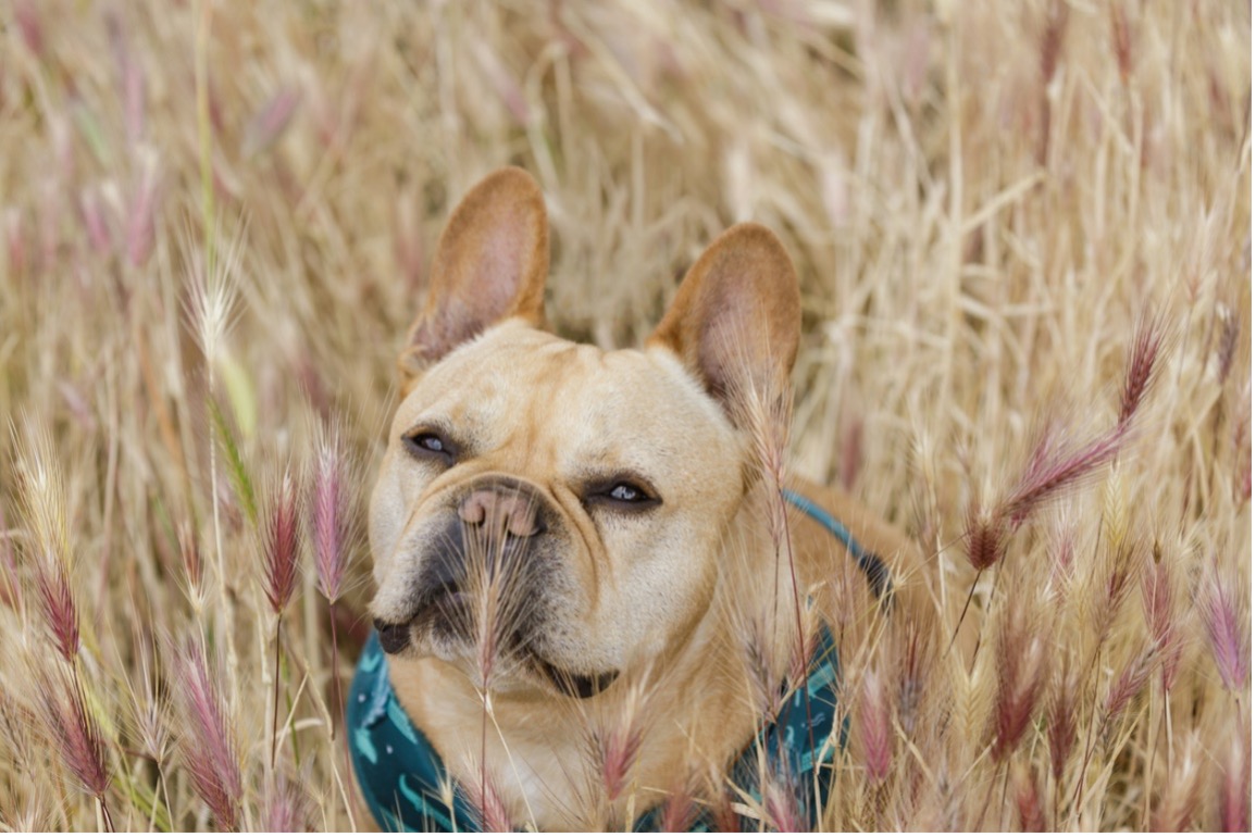 A picture containing grass, dog, outdoor, brown, foxtail weeds