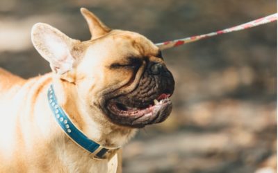 8 Tips for Preventing Heat Stroke in Short-Muzzled Dogs