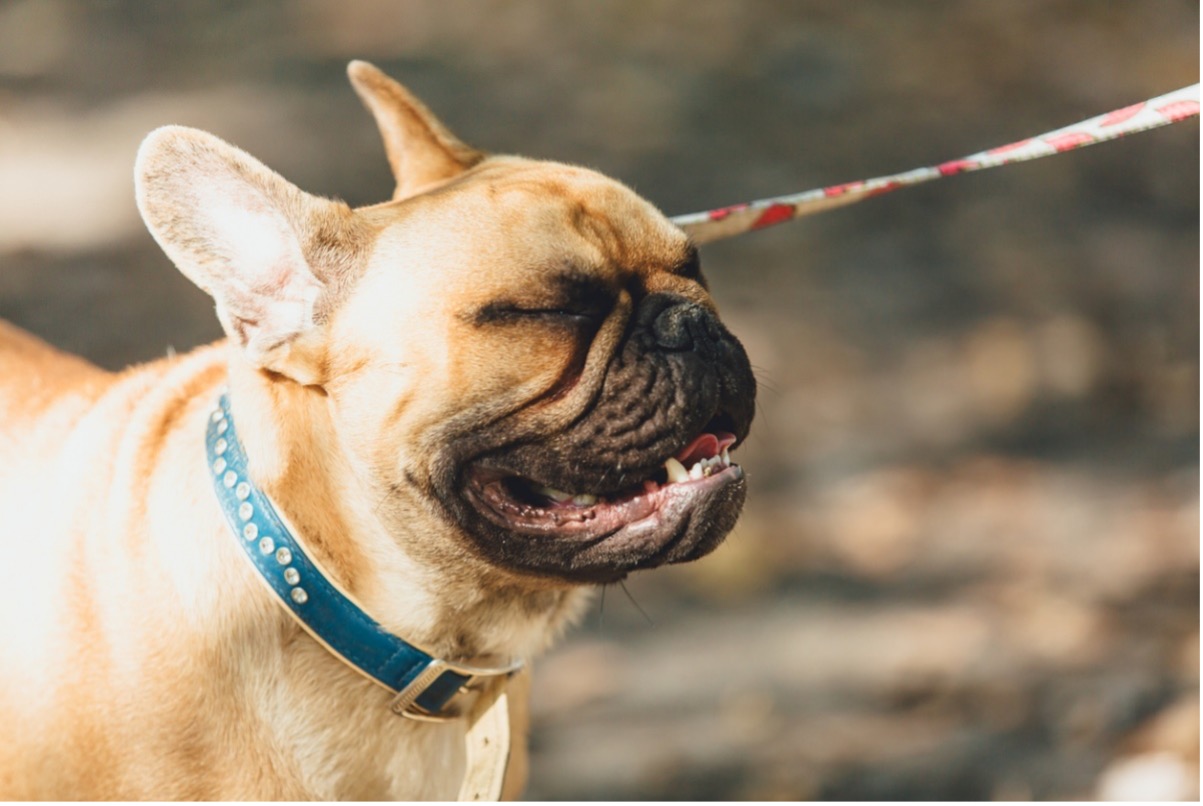 short muzzled dog breed