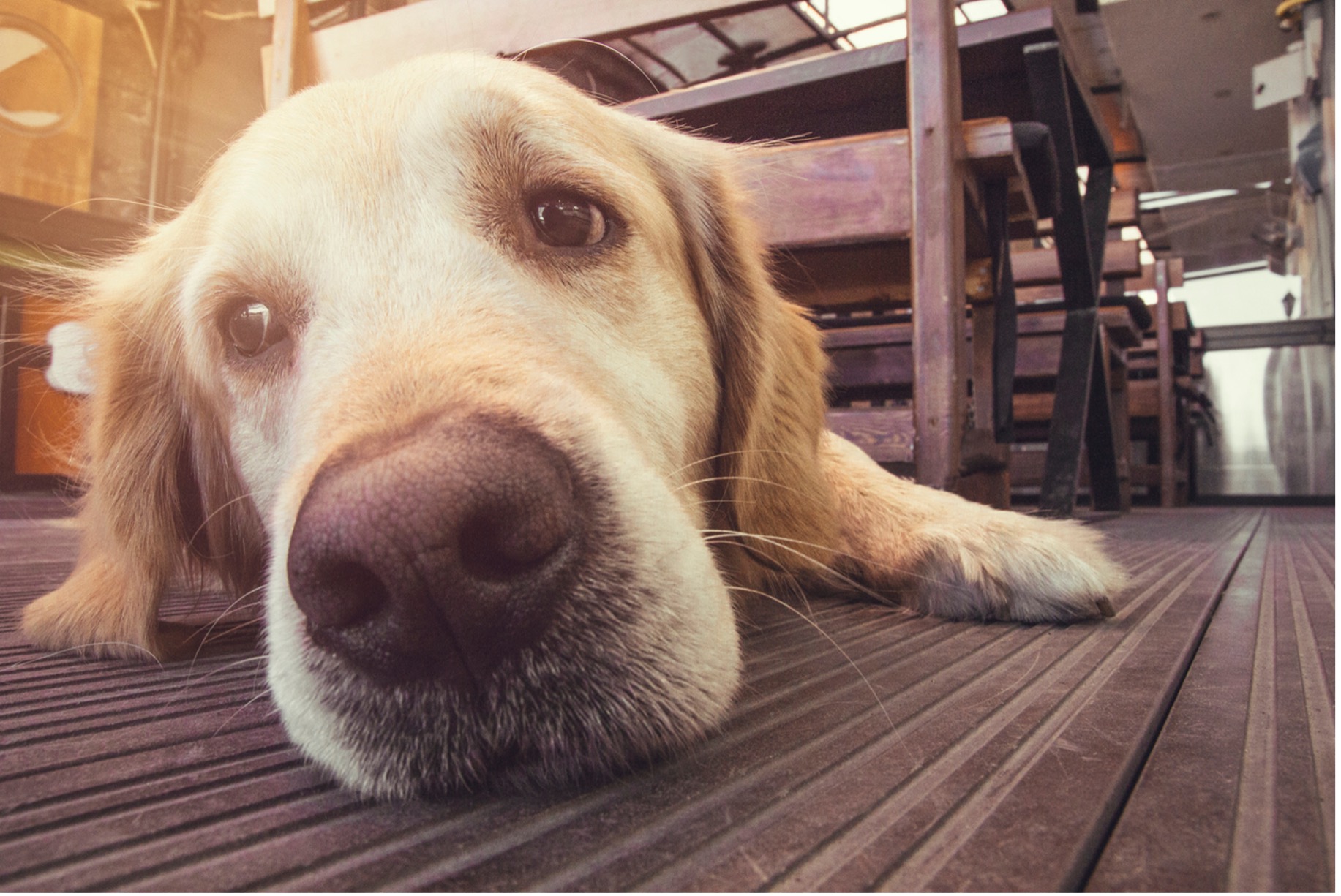 dog lying on the floor, pet in pain