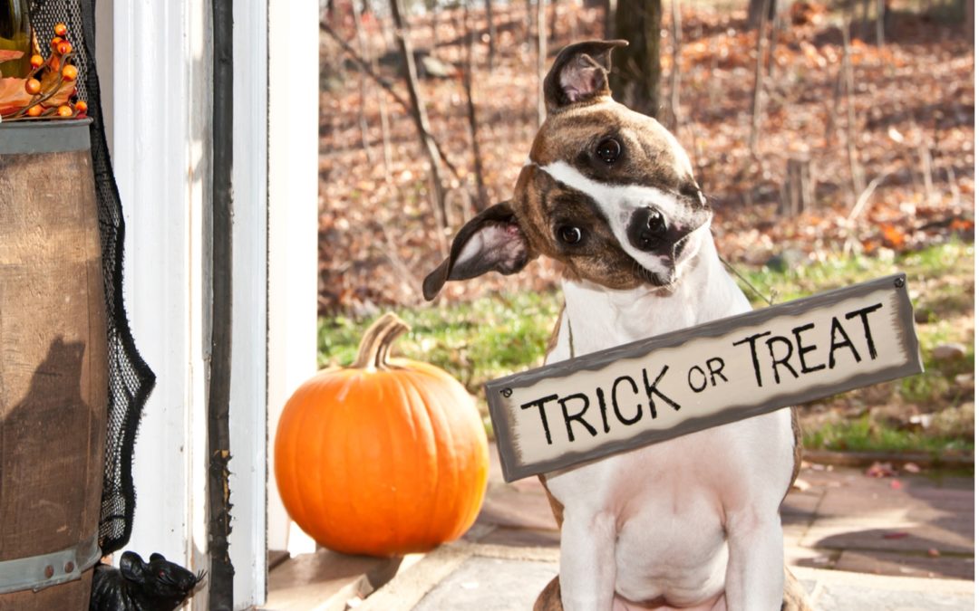 8 Tips for Halloween Safety