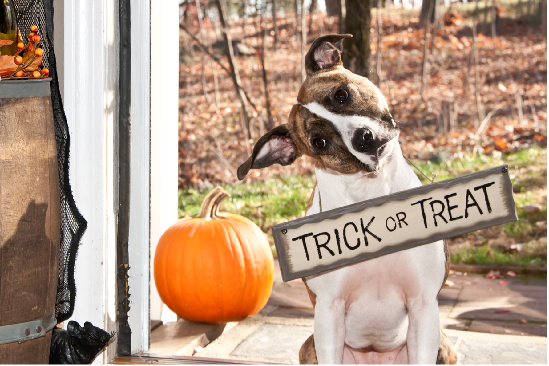 A dog holding a trick or treat sign