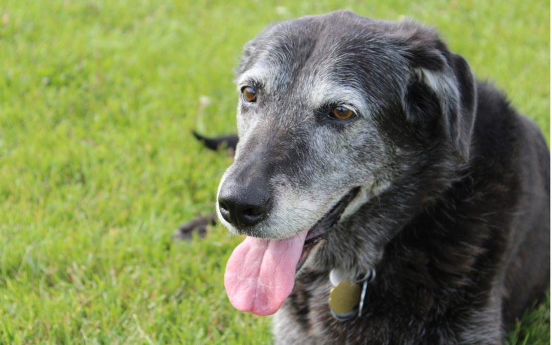 Caring for a Senior Pet