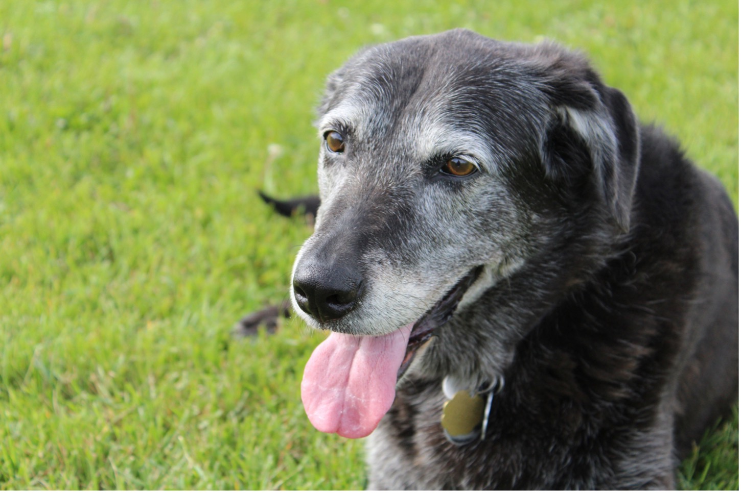 A senior pet dog with its tongue out