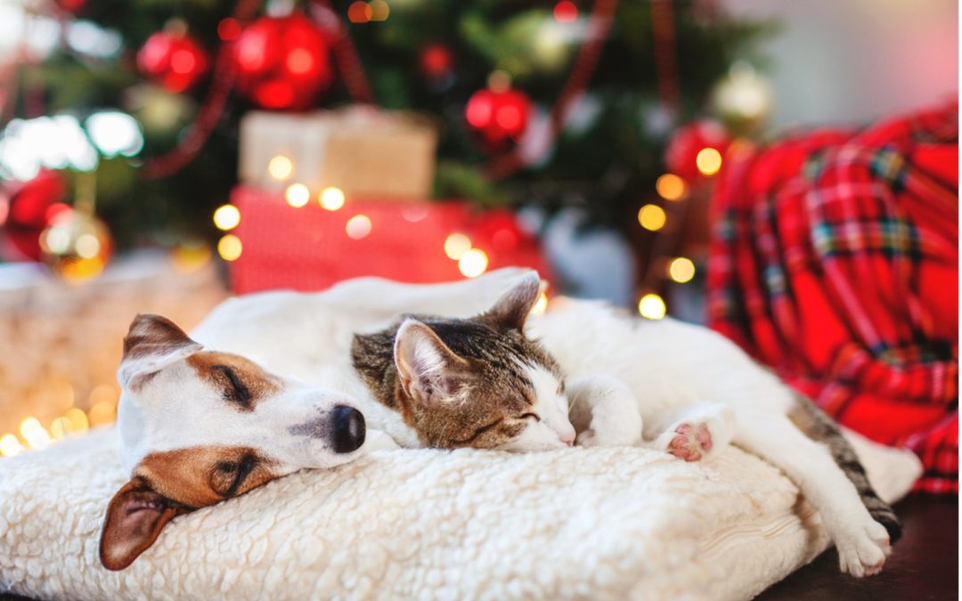 6 Holiday Tips to Keep Your Pets Happy