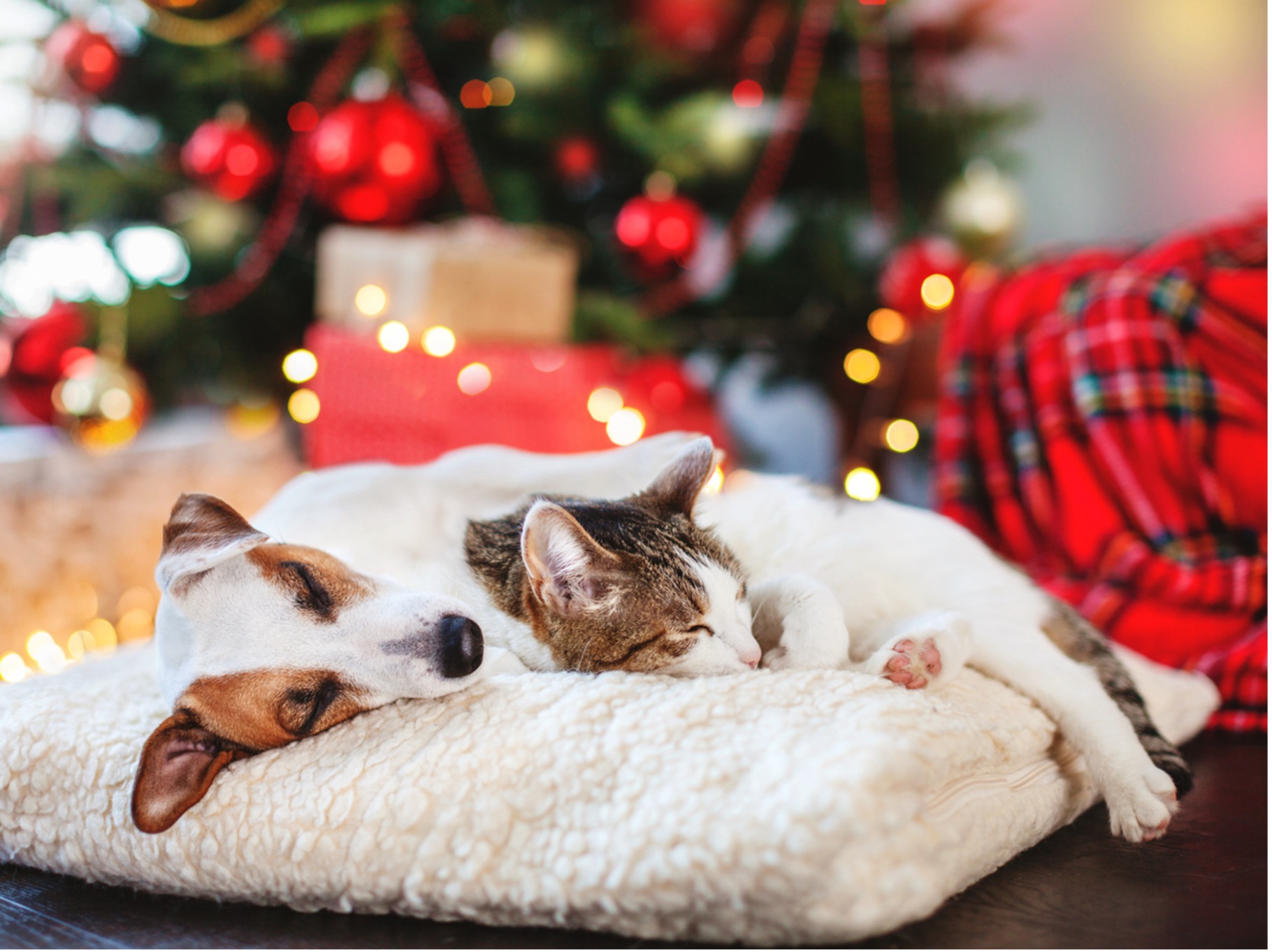 A cat and dog snuggled together on a couch, Christmas tree, presents