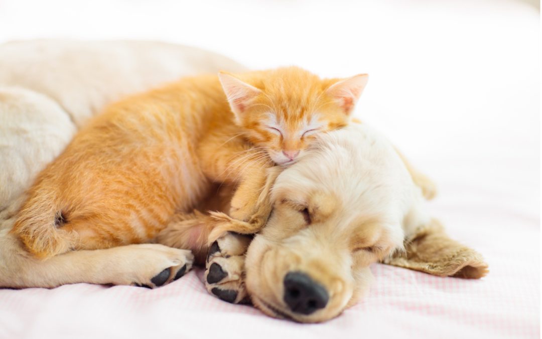 10 Essential Tips for Caring for a New Pet