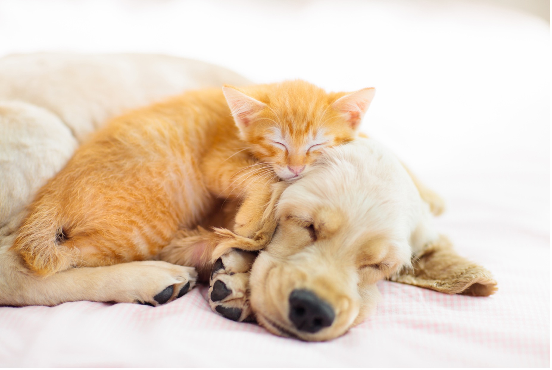 A picture containing kitten lying on top of a dog snuggling