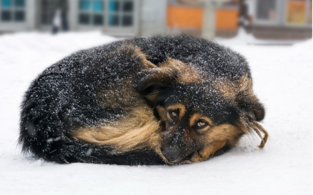 Cold Weather Pet Safety