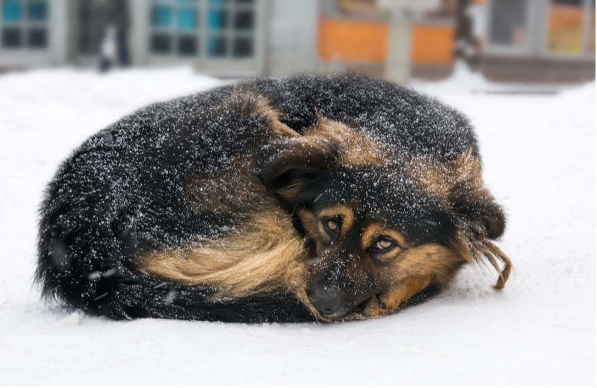 A dog lying in the snow