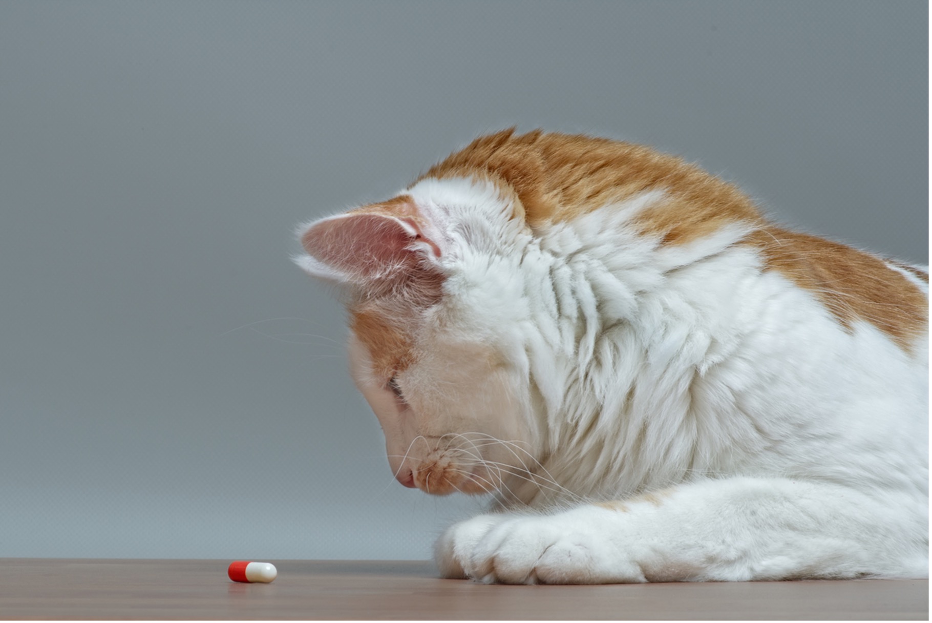 A cat lying on a table looking at pet poisons