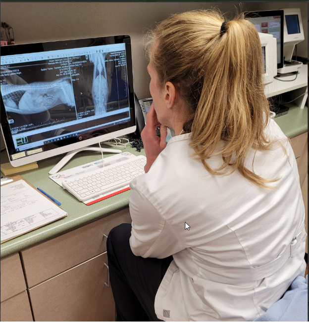 A person sitting at a desk looking at a computer screen with Pet Diagnostic Tests