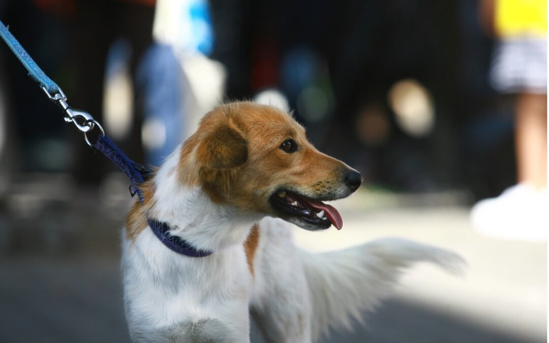 The Top 6 Reasons Why You Should Keep Your Dog on a Leash