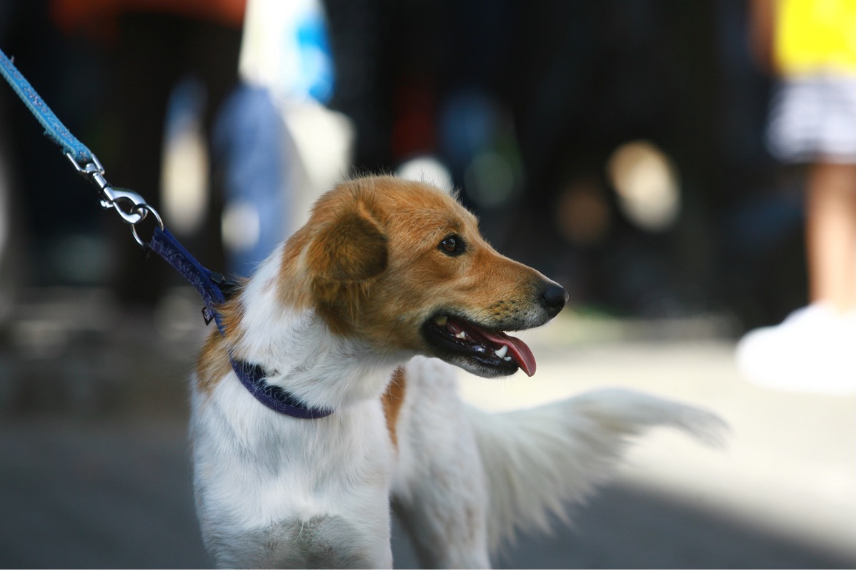 A dog on a leash