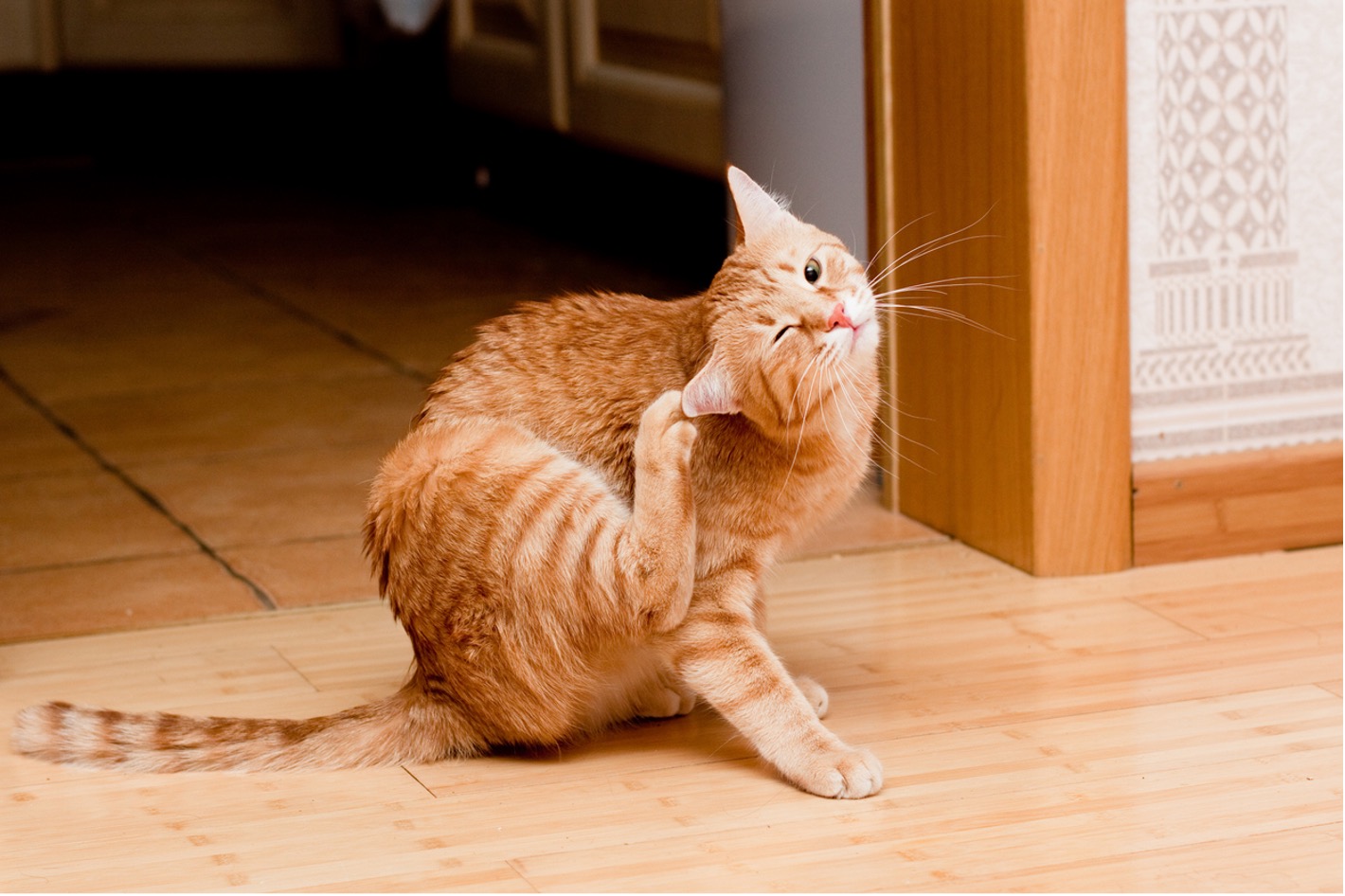 A cat scratching its head on a wood floor