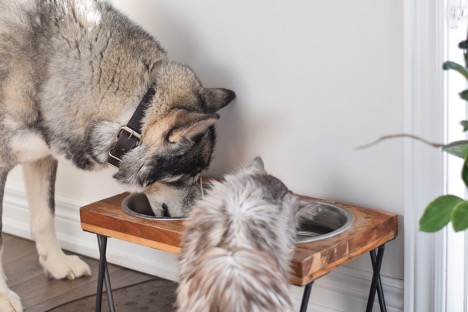 A dog and cat eating from their bowls