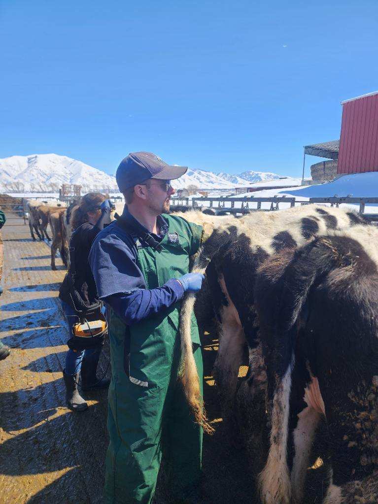 doctor barnes inspecting a cow