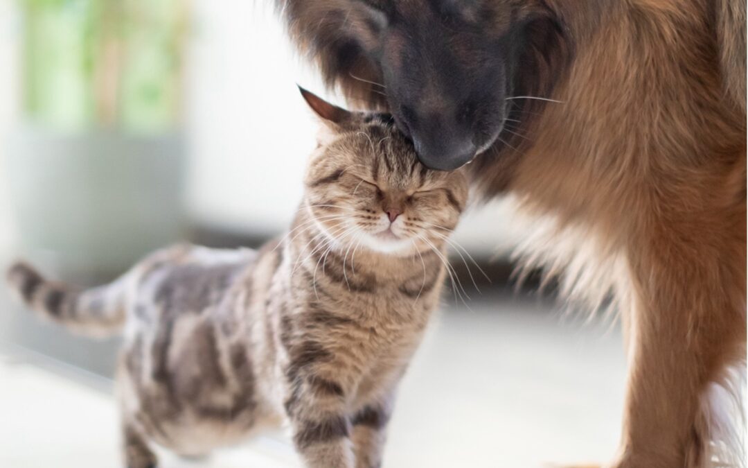 Nurturing Your Four-Legged Family: Embracing National Pet Wellness Month