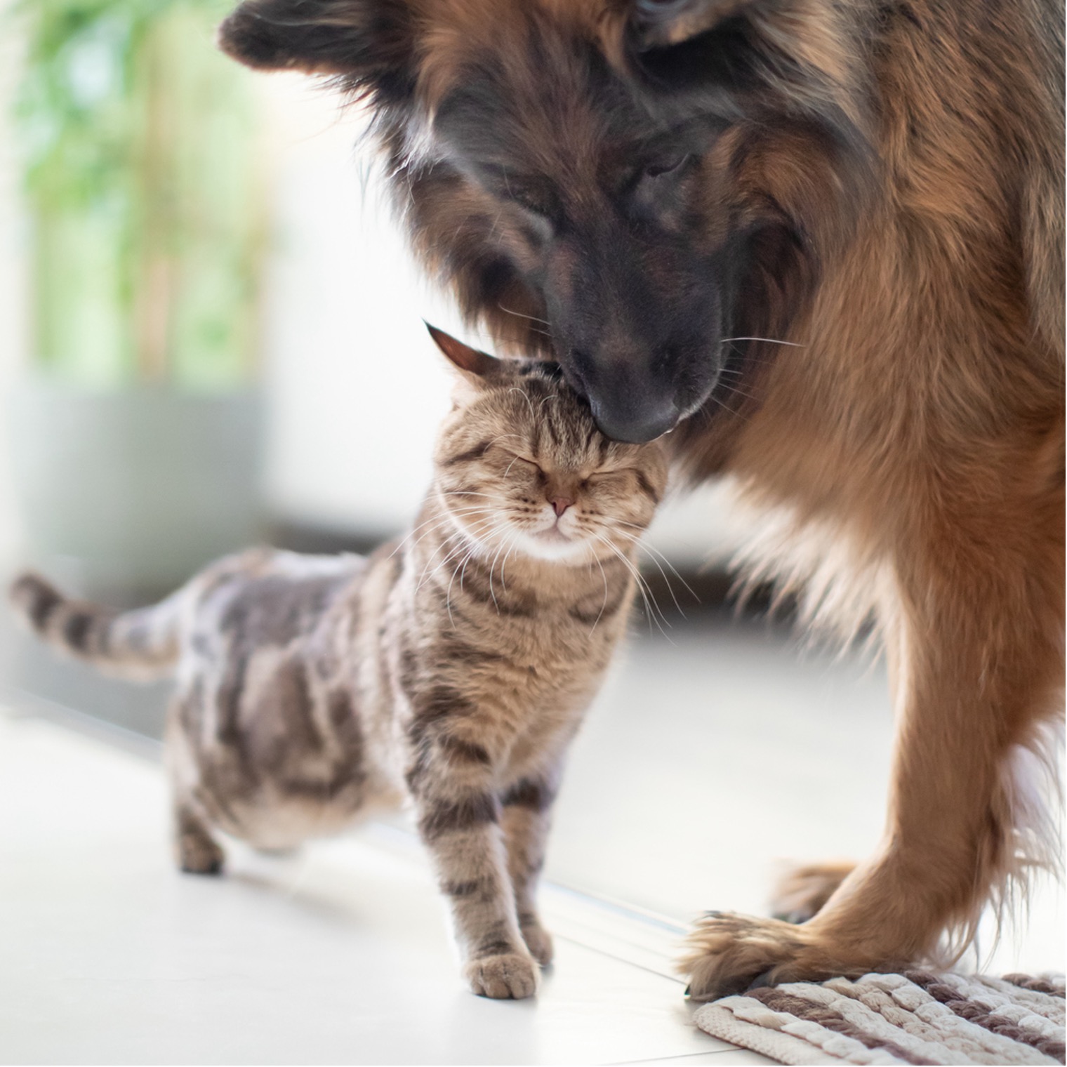 A cat rubbing up against a dog, Nurturing Your Four-Legged Family: Embracing National Pet Wellness Month