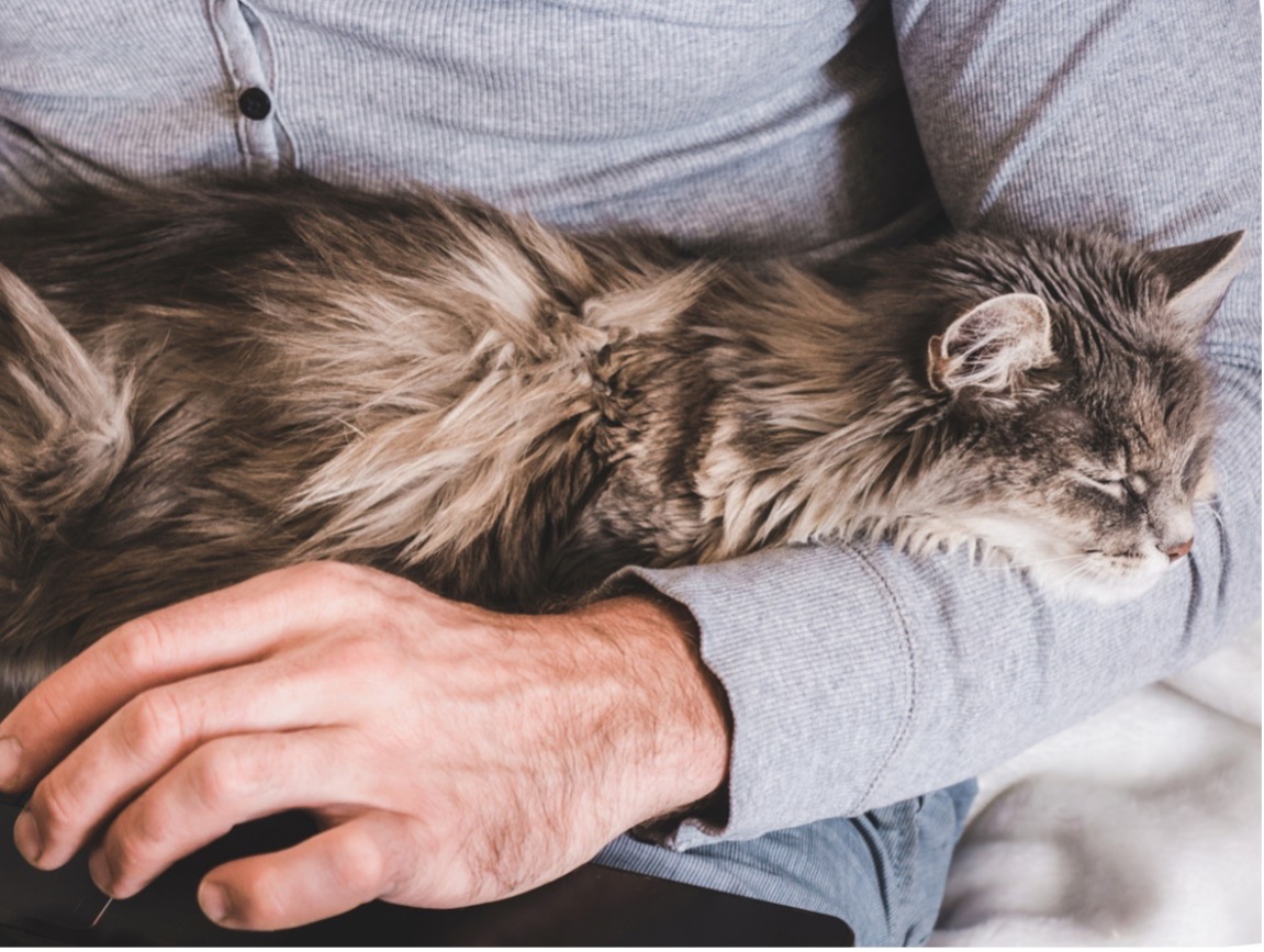 A person holding a senior cat